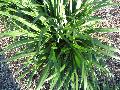 Emerald Goddess Liriope / Liriope muscari 